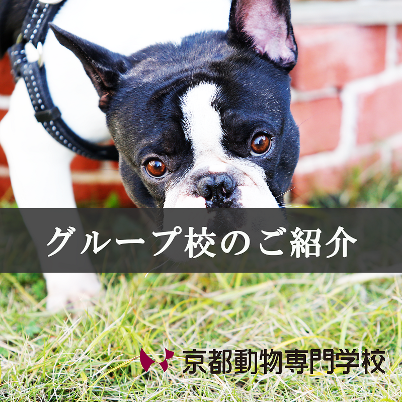 愛犬の日（京都動物専門学校）