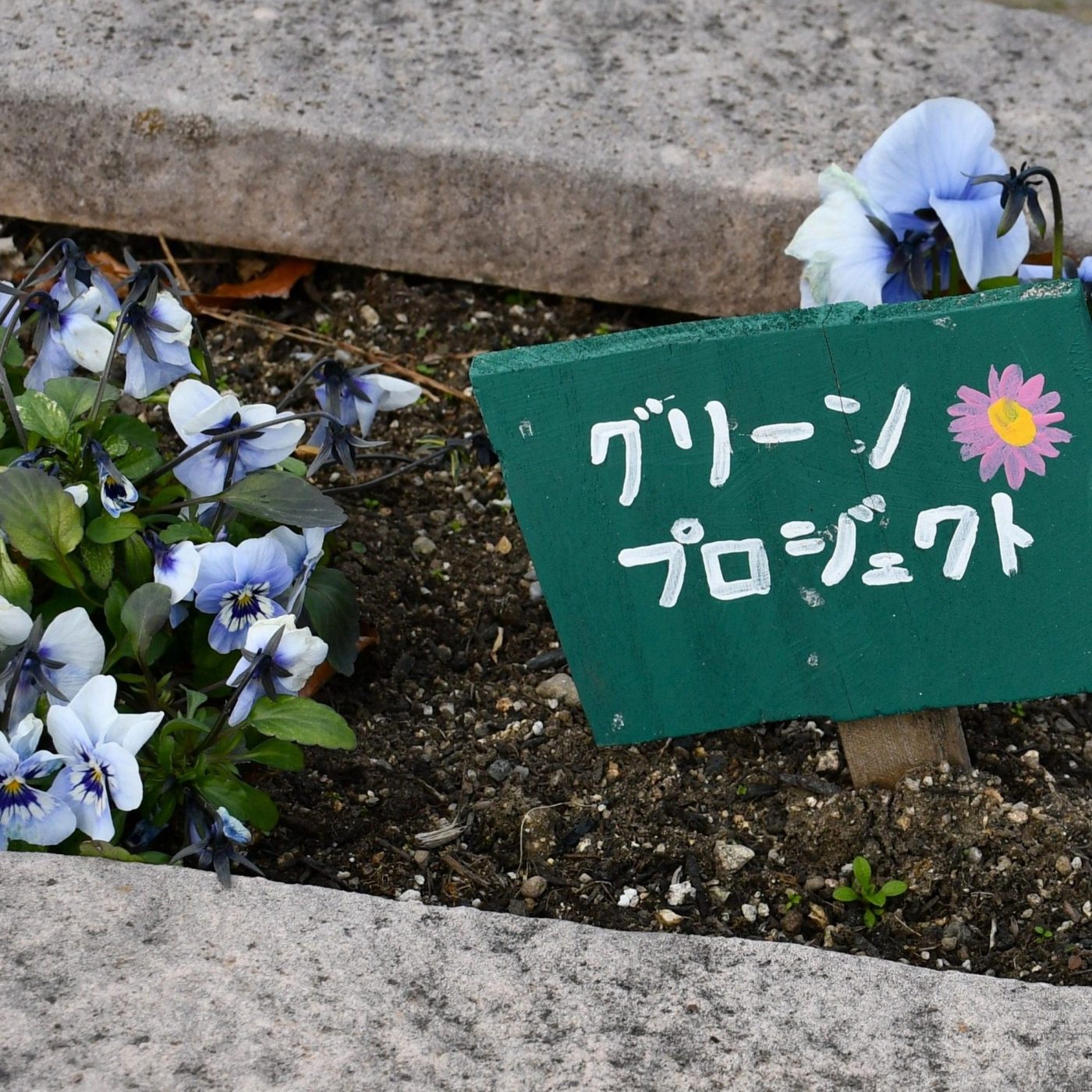 冬の花壇も注目です：探究ゼミ（グリーンプロジェクト）