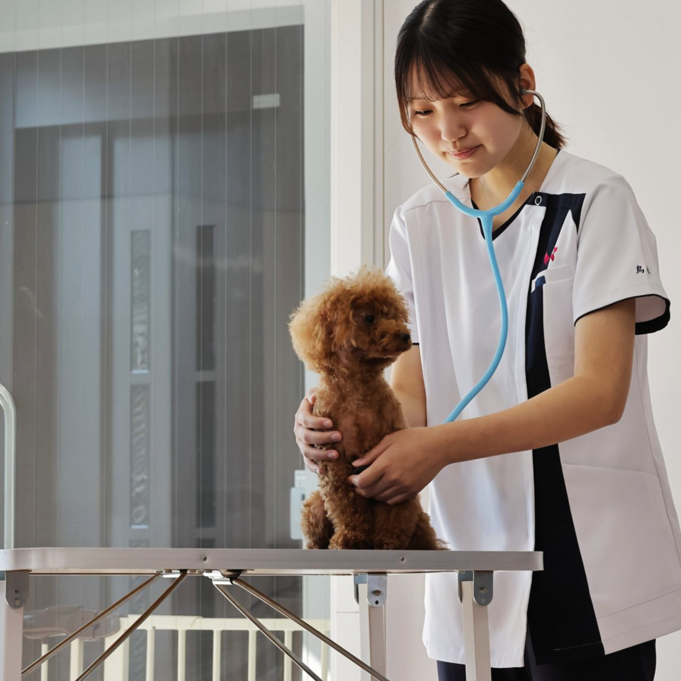 京都動物専門学校への内部進学制度をご紹介